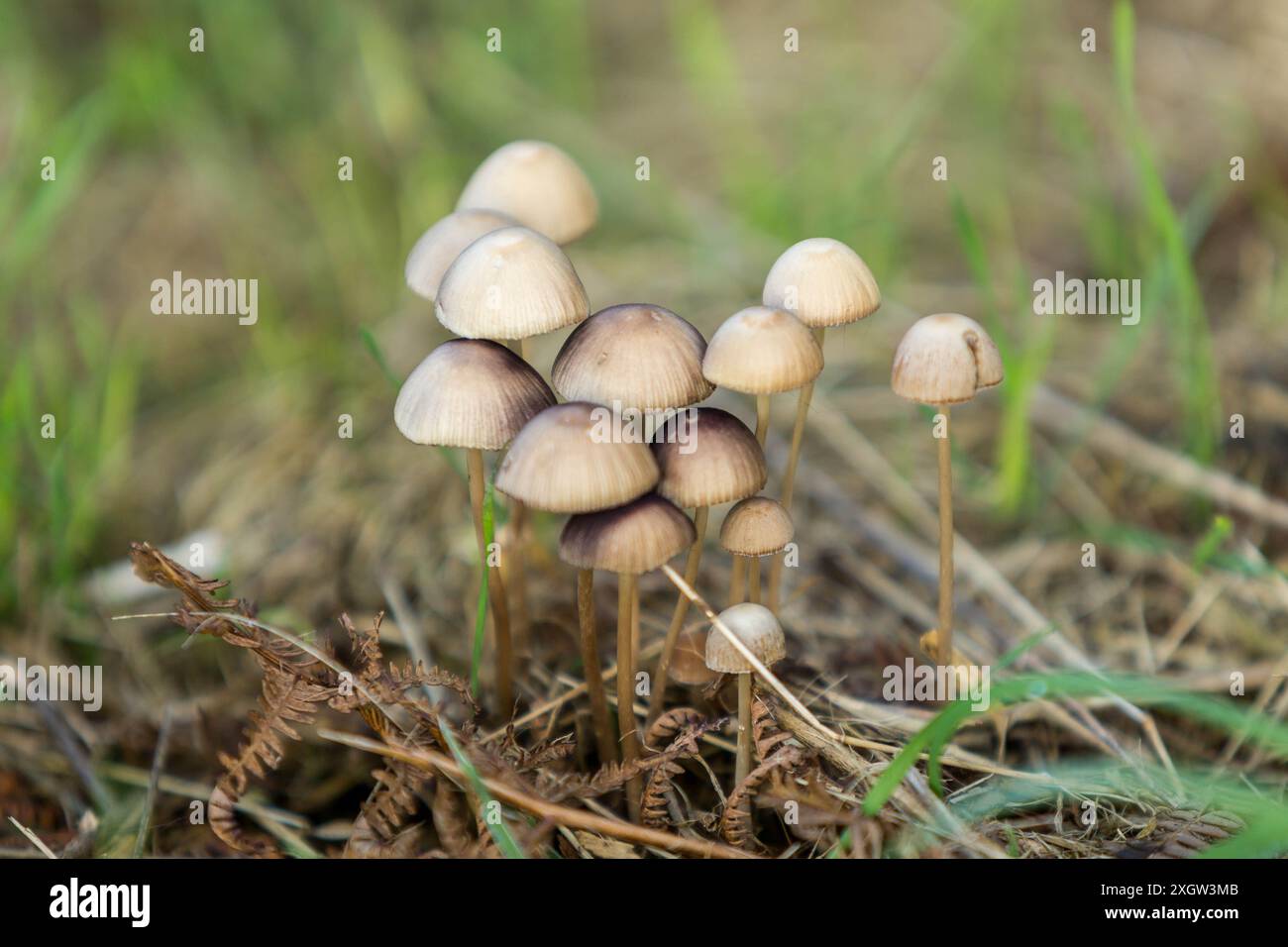 Cluster of Wild Mushrooms Growing in a Forest Stock Photo - Alamy