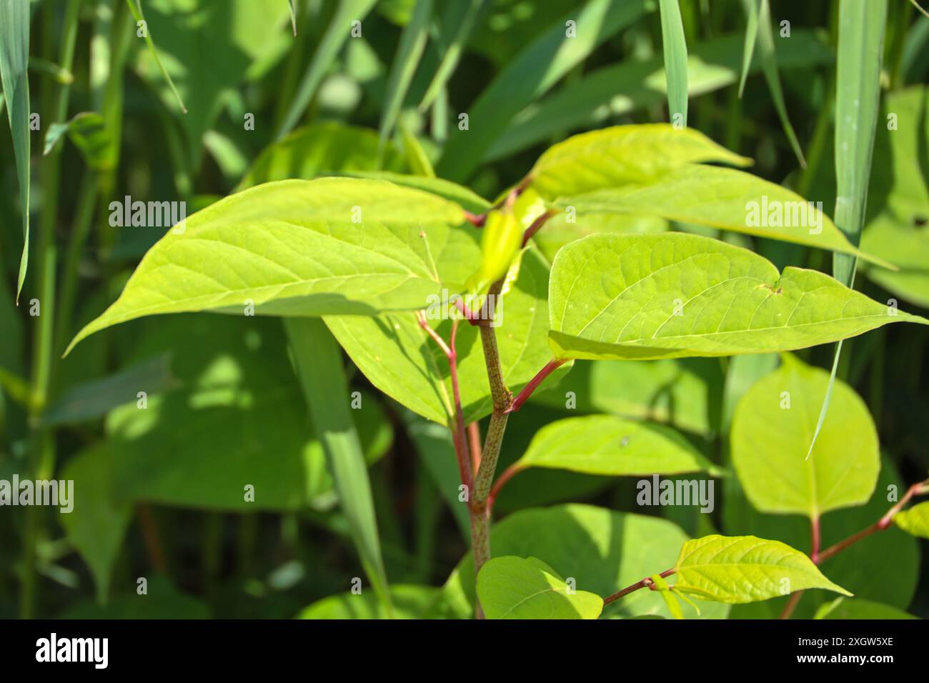 Reynoutria japonica or Japanese knotweed along the river Hollandsche IJssel as an invasive exotic weed in the Netherlands Stock Photo