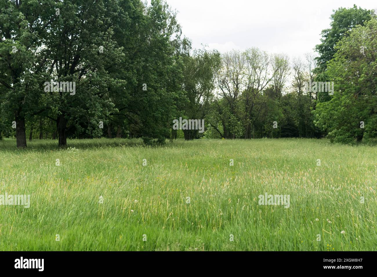 Summer cloudy scene trees hi-res stock photography and images - Alamy