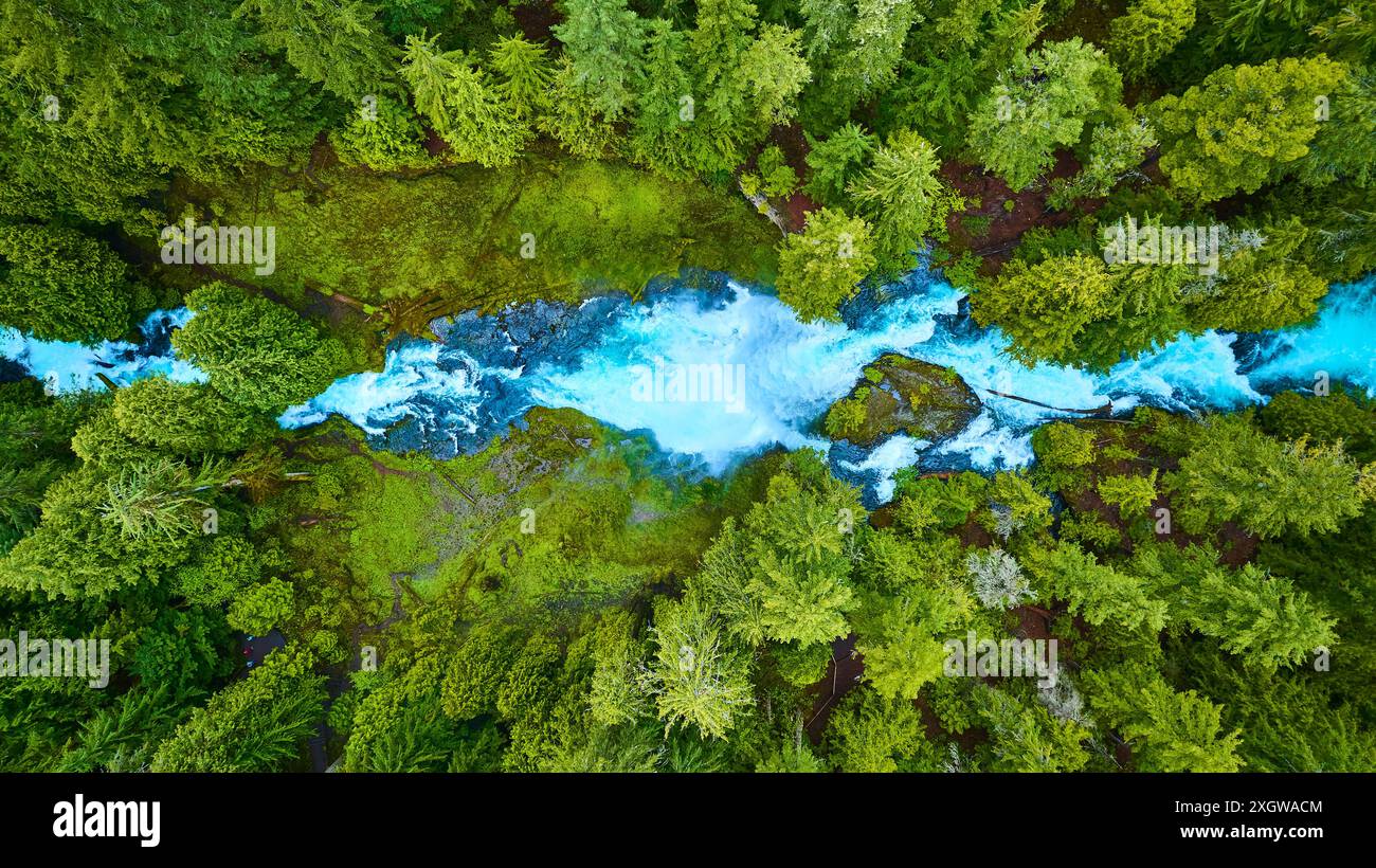 Pacific northwest forest snake hi-res stock photography and images - Alamy