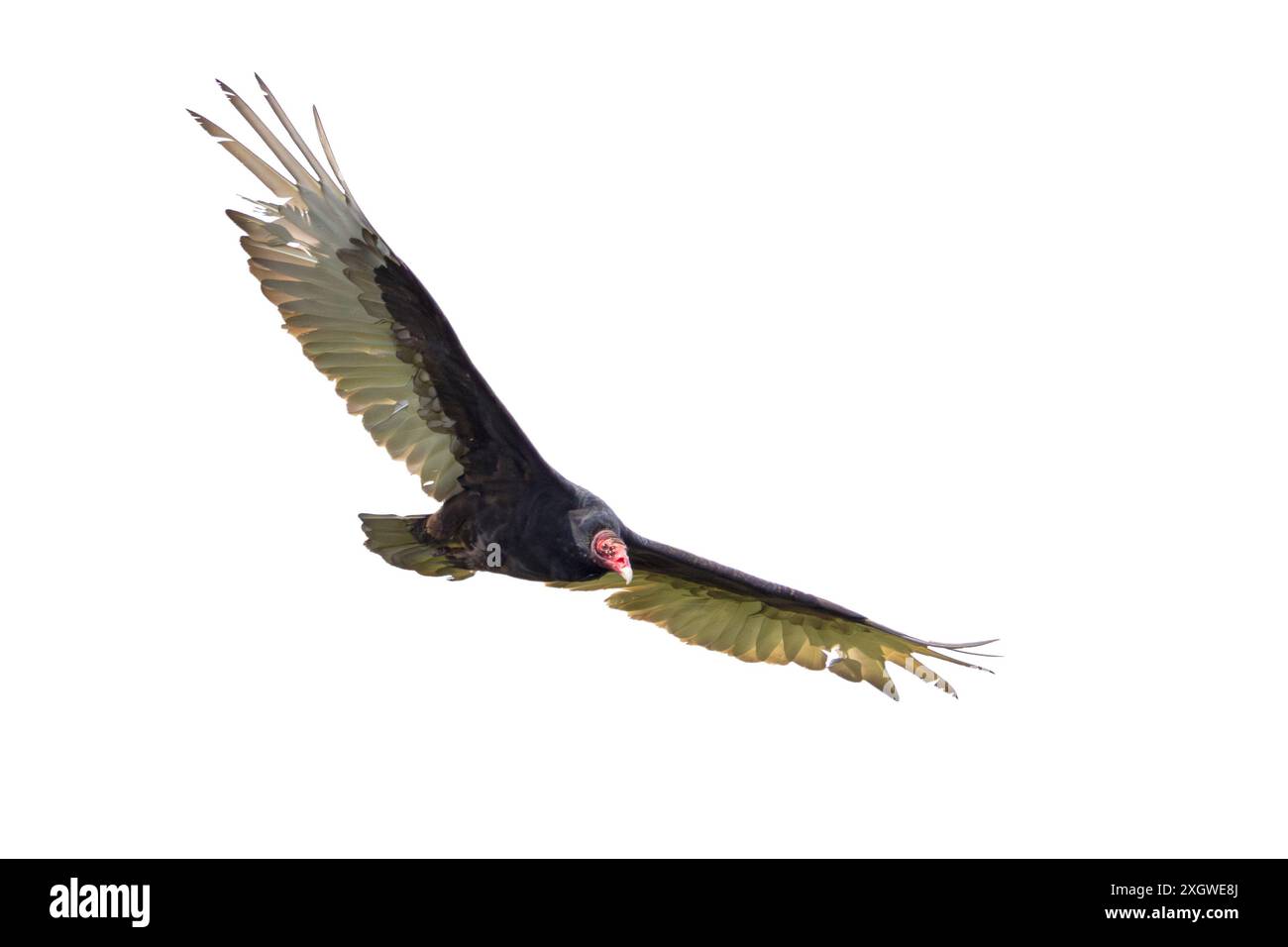 A turkey vulture, wings spread wide open and red head glowing, takes flight.  Isolated on a white background. Stock Photo