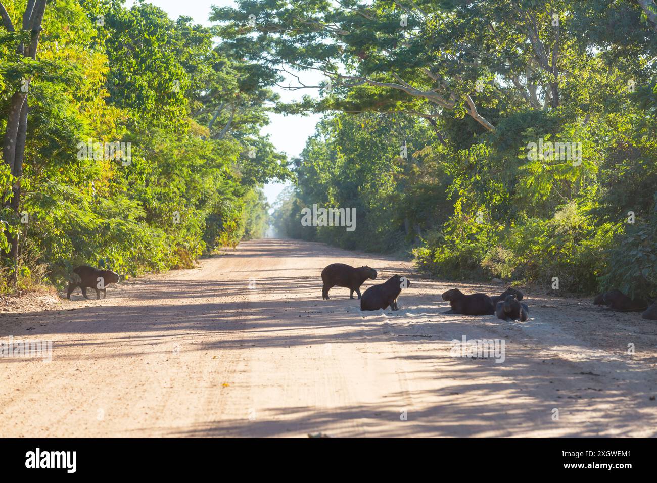 capybara dans le pantanal brsil Conservation Status
