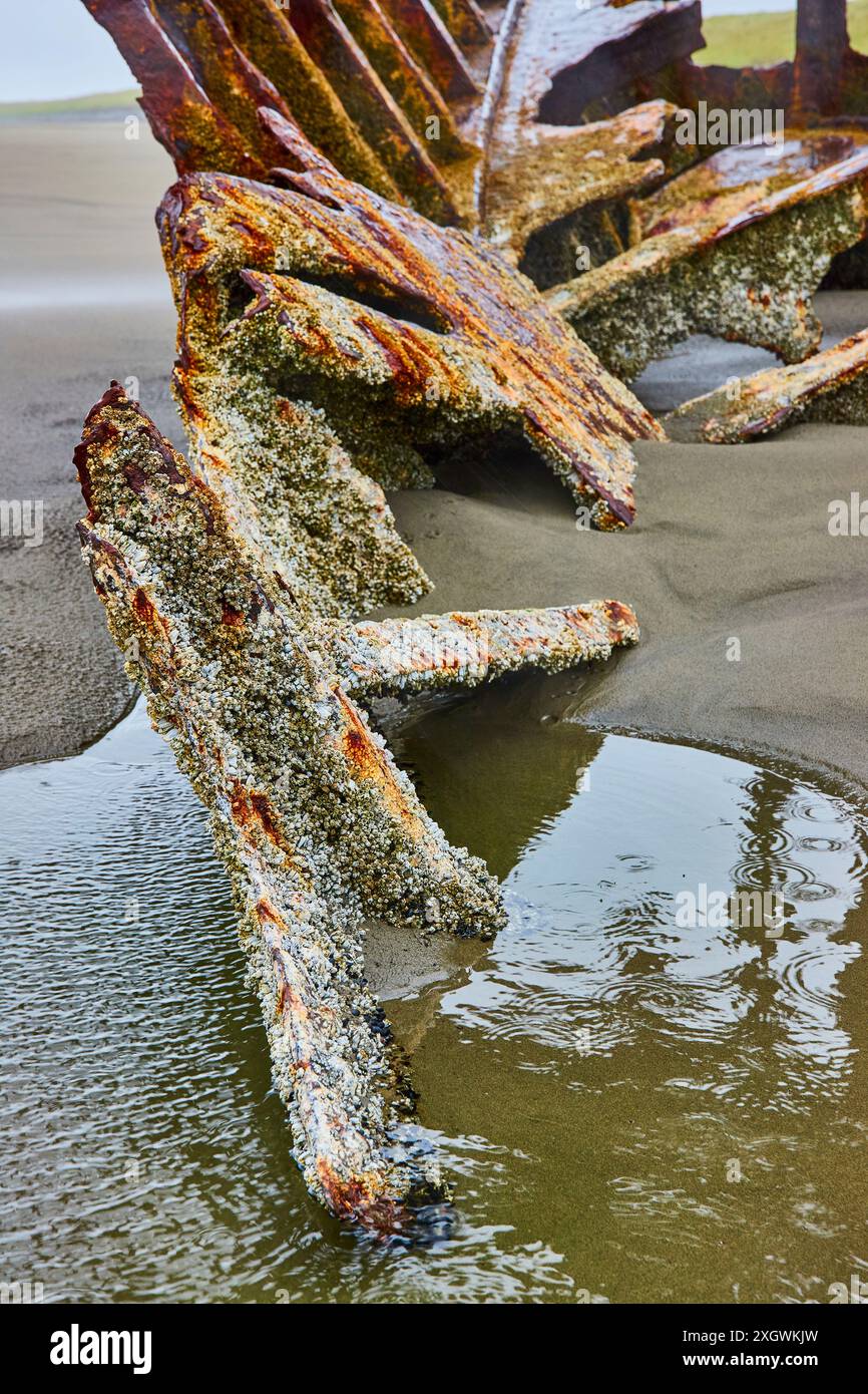 Rusted Shipwreck and Mossy Metal Ribs on Overcast Beach Low Angle Stock Photo