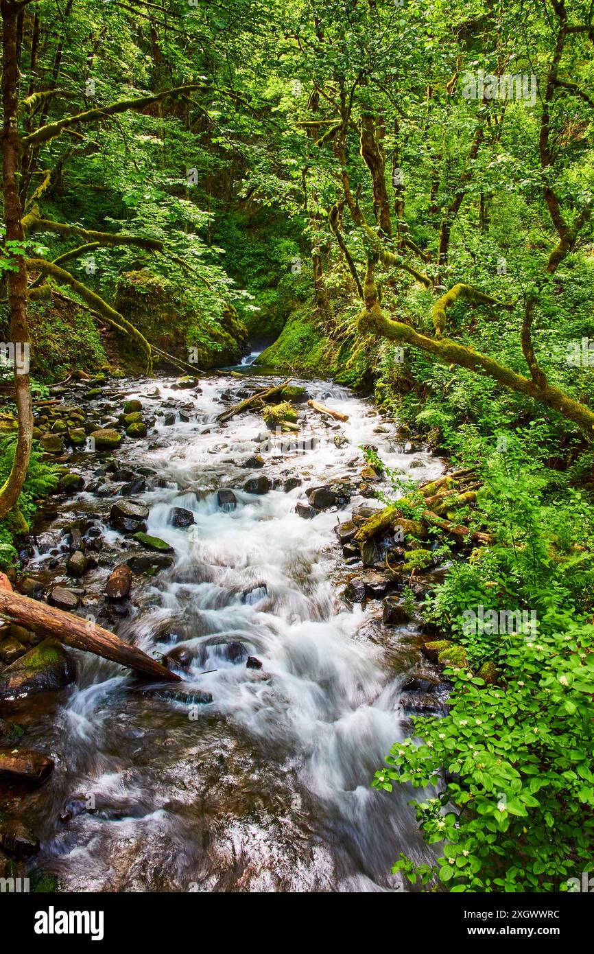 Forest stream flowing over rocks hi-res stock photography and images ...