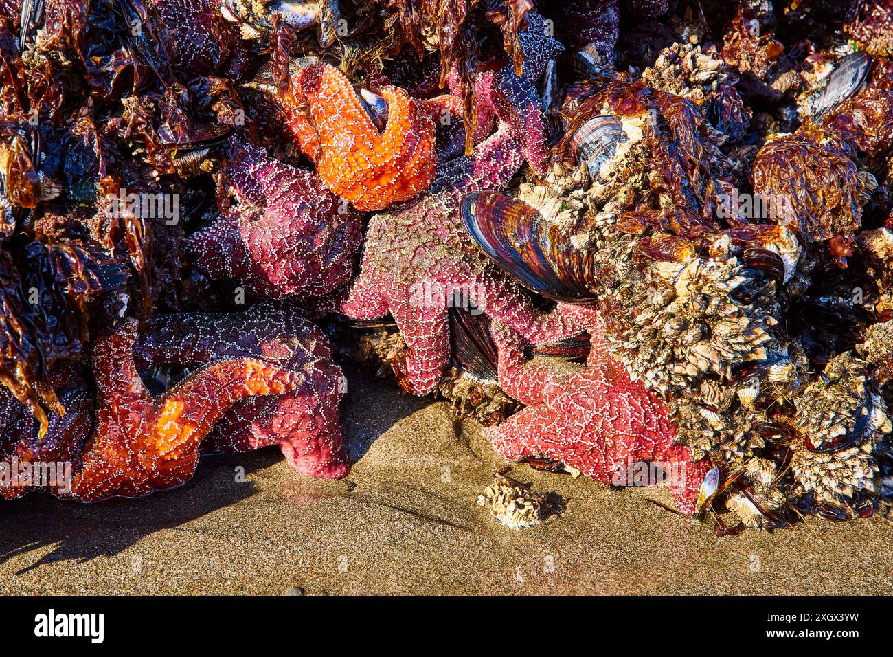 Colorful Sea Stars and Marine Life in Brookings Tide Pool CloseUp
