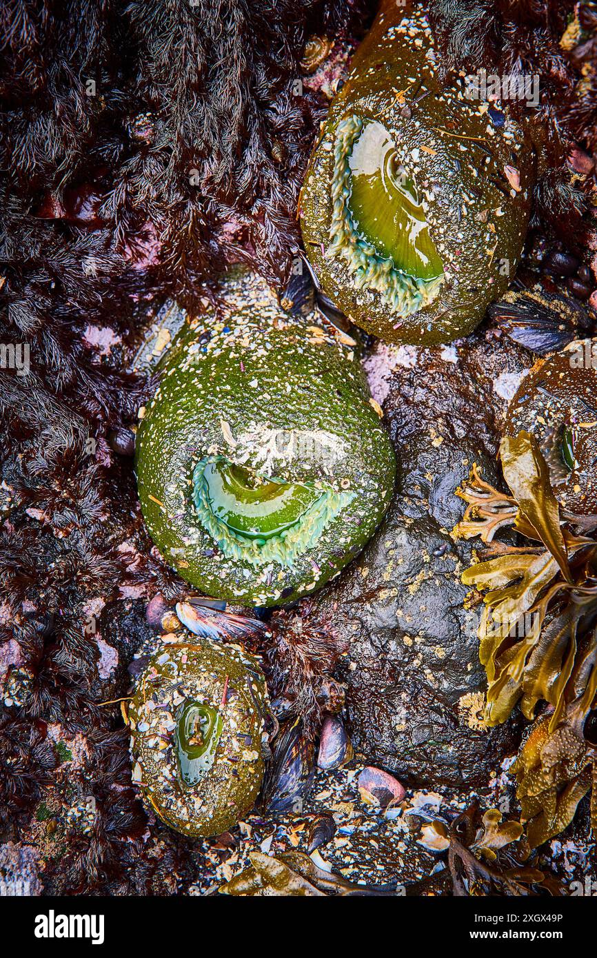 Sea Anemones and Algae in Tidal Rock Pool Close-up Stock Photo