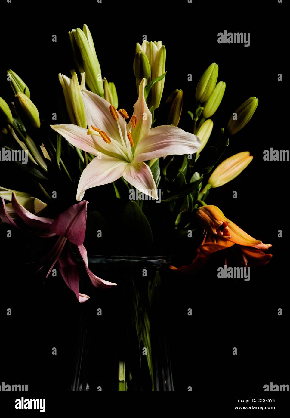 Beautiful colorful lilies in a glass vase with light and dark ...