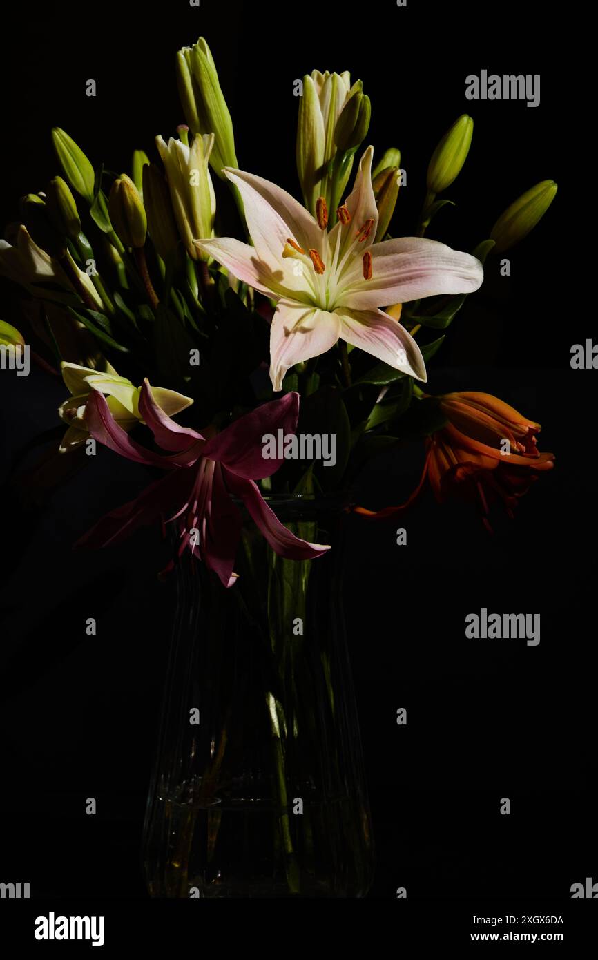 Beautiful colorful lilies in a glass vase with light and dark ...