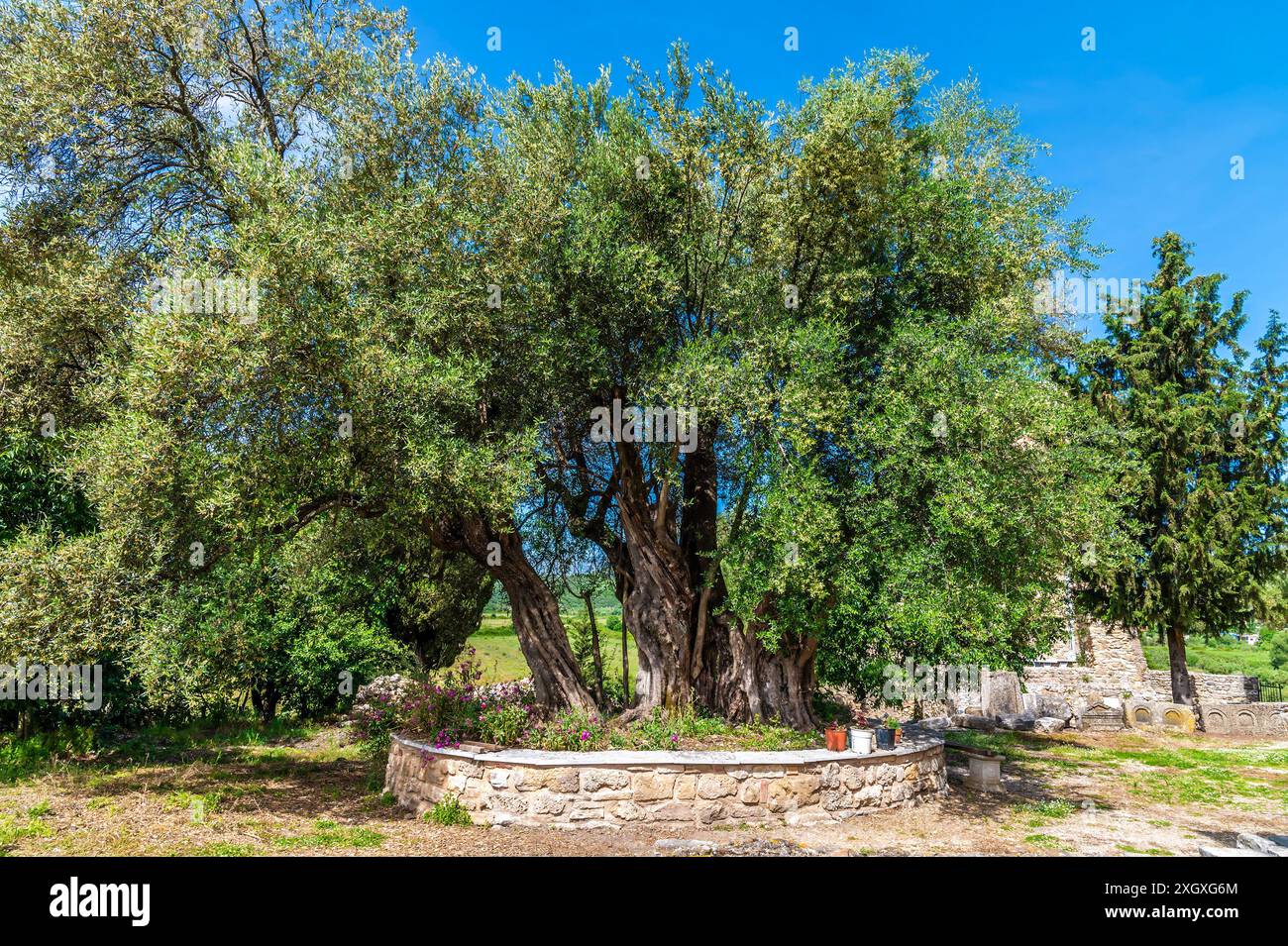 A view of an old Olive Tree next to the Monastery of Saint Nicholas in Mesopotam, Albania in the morning in summertime Stock Photo