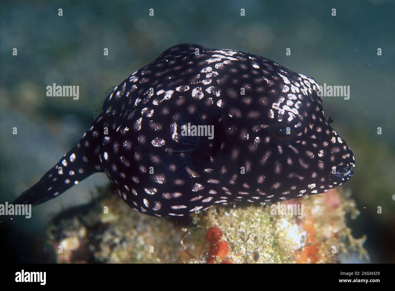 Juvenile Map Puffer, Arothron mappa, Pantai Parigi dive site, night ...