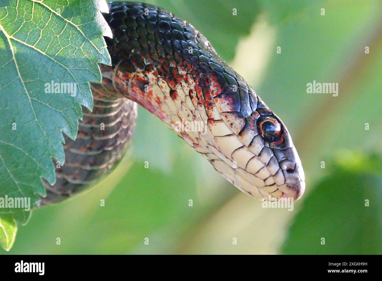 Diyarbakir, Turkey. 10th July, 2024. A non-poisonous black snake is seen in city of Diyarbakir. Due to climate change and the fact that the air temperature has increased by 5 degrees from the seasonal normal, snakes have increased, especially in the eastern and southern cities of Turkey. Veterinarian Siyar Baran, who lives in the city of Diyarbakir and monitors snakes, stated that the 2-3 meter long black snakes, which are widely seen, are non-venomous and have many benefits to nature, and called for them not to be killed. Credit: SOPA Images Limited/Alamy Live News Stock Photo