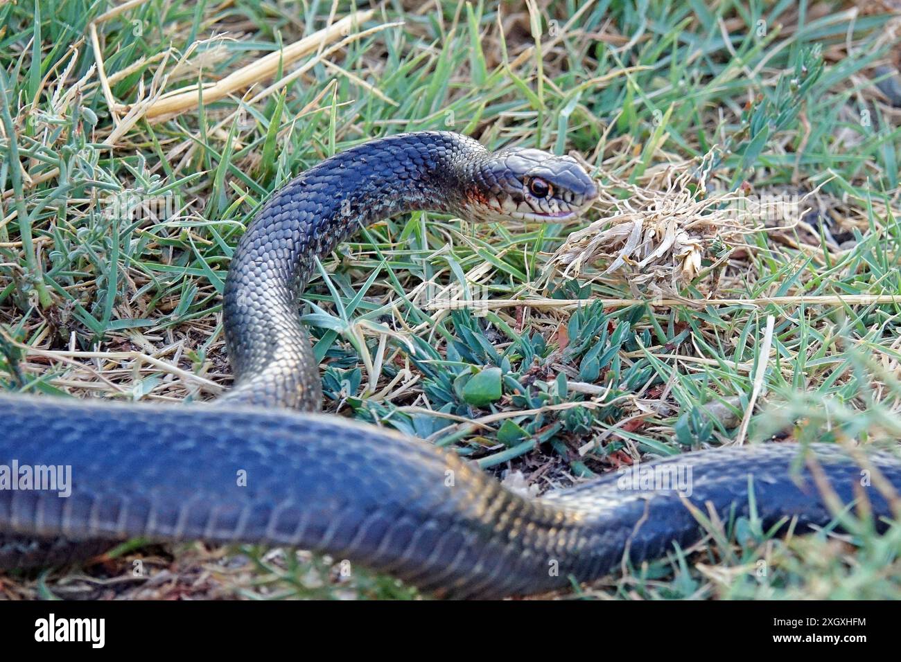 A non-poisonous black snake is seen in city of Diyarbakir. Due to climate change and the fact that the air temperature has increased by 5 degrees from the seasonal normal, snakes have increased, especially in the eastern and southern cities of Turkey. Veterinarian Siyar Baran, who lives in the city of Diyarbakir and monitors snakes, stated that the 2-3 meter long black snakes, which are widely seen, are non-venomous and have many benefits to nature, and called for them not to be killed. (Photo by Mehmet Masum Suer/SOPA Images/Sipa USA) Stock Photo