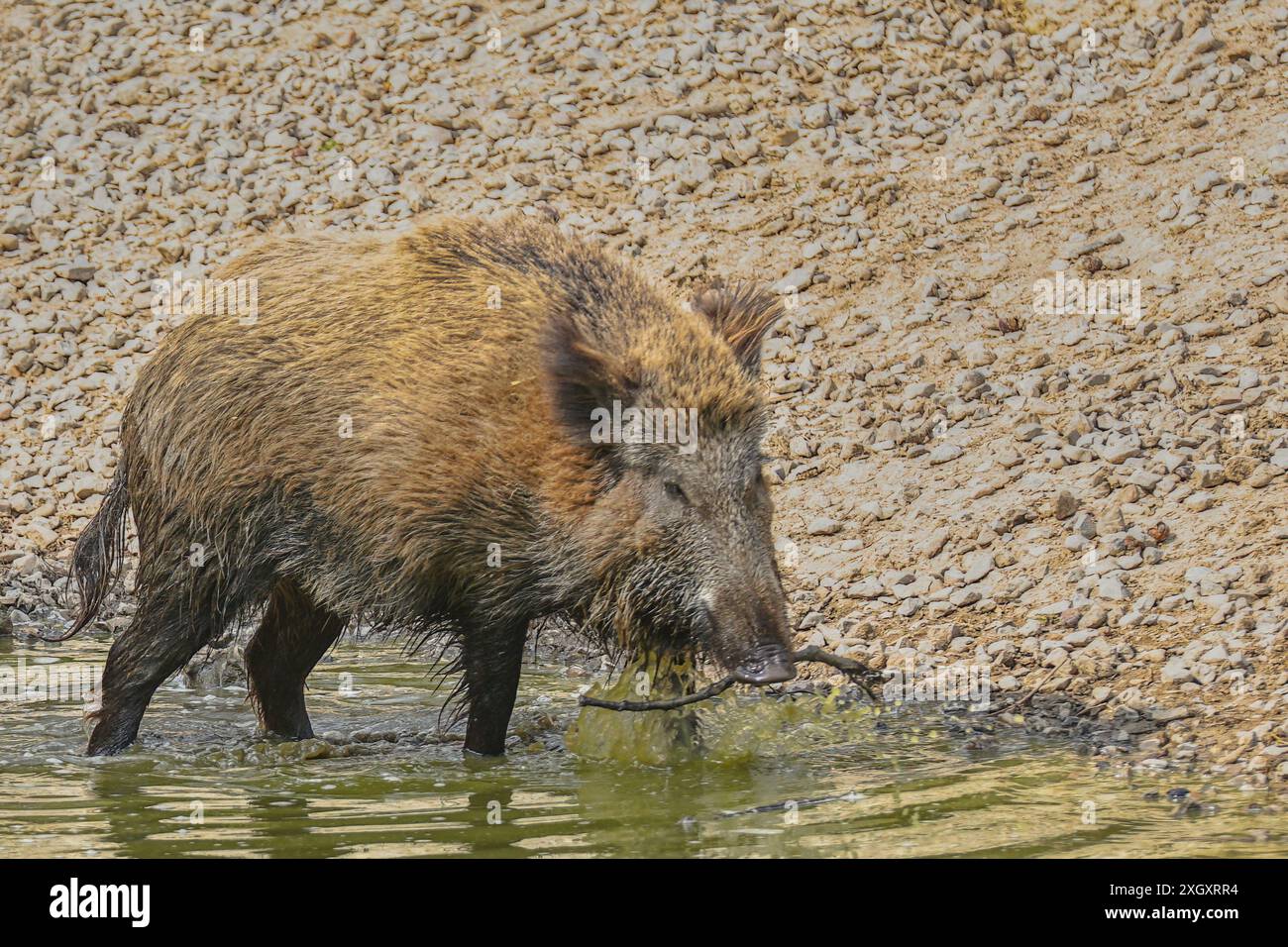 Wildschwein IV - Junges Wildschwein Stock Photo - Alamy Wildschwein IV - Junges Wildschwein Stock Photo - Alamy