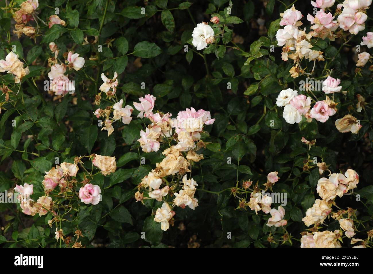Copenhagen/ Denmark/11 july 2024/Fade and dry rose flowers in danish ...