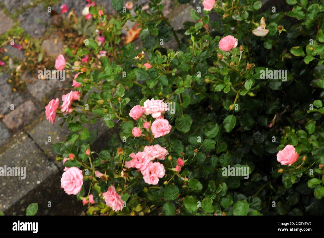Copenhagen/ Denmark/11 july 2024/Fade and dry rose flowers in danish ...