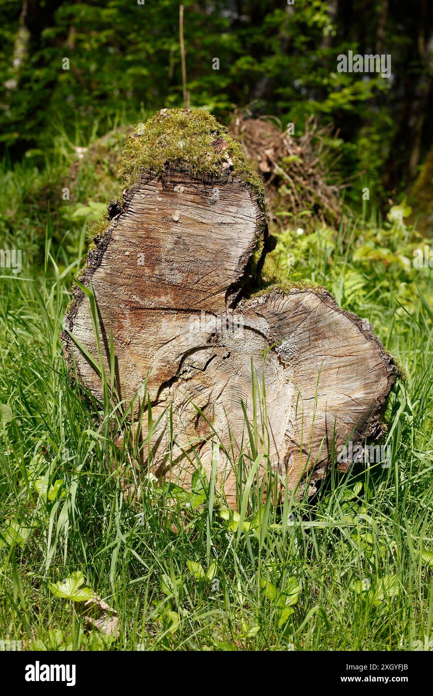 Sawed-off tree trunks lying on a meadow in the forest, Germany Stock Photo