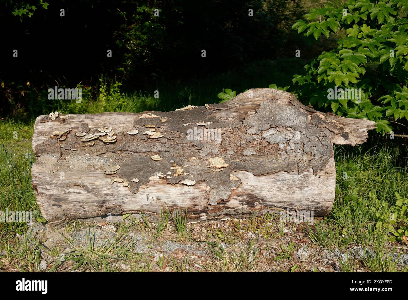 Sawed-off tree trunk lying in the forest, Germany Stock Photo