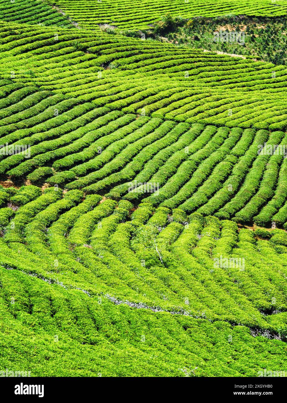 Beautiful bright green rows of tea bushes at tea plantation. Amazing ...