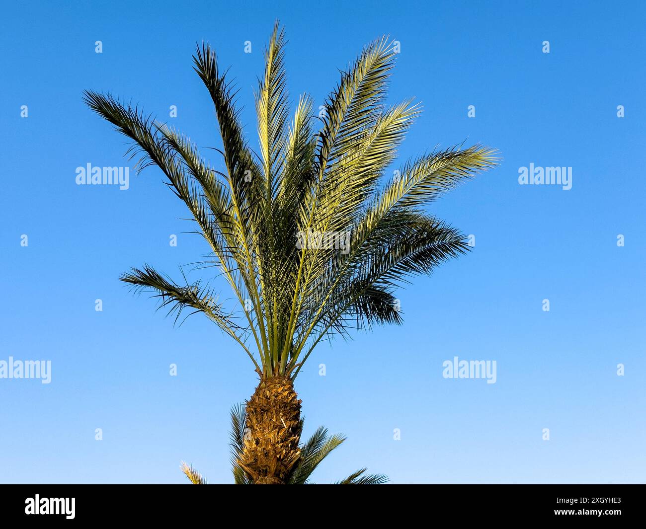 palm trees against the blue sky Stock Photo