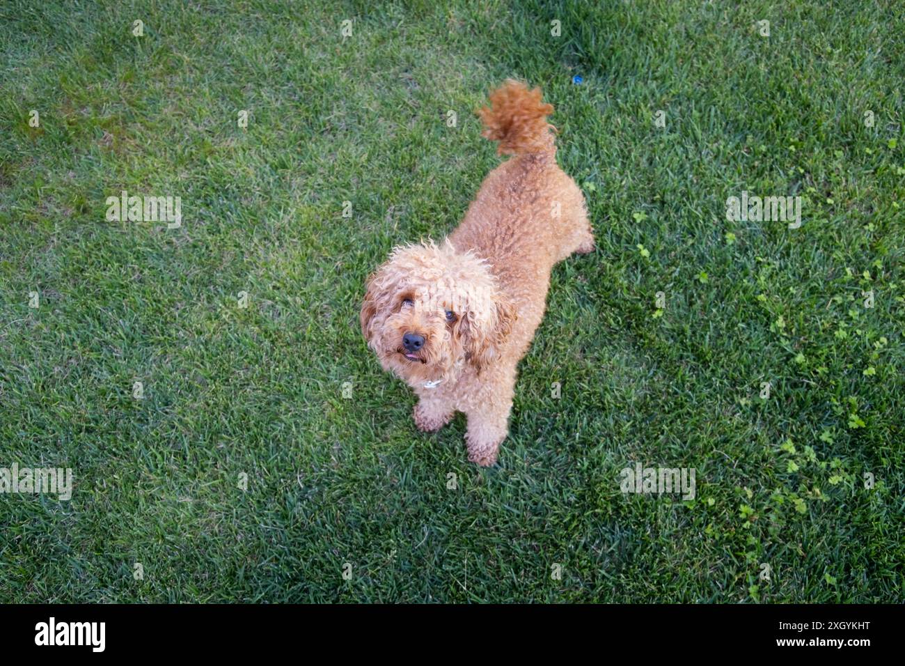 shot from above of a young brown toy poodle dog looks up waiting for a command from its owner Stock Photo