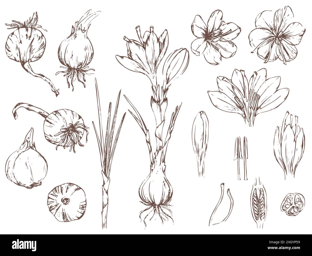 A set with hand-drawn graphics of saffron flowers and bulbs. Pistils ...