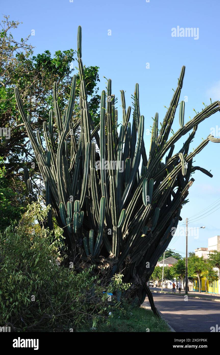 Cactus plant, Inhambane, Mozambique. Stock Photo