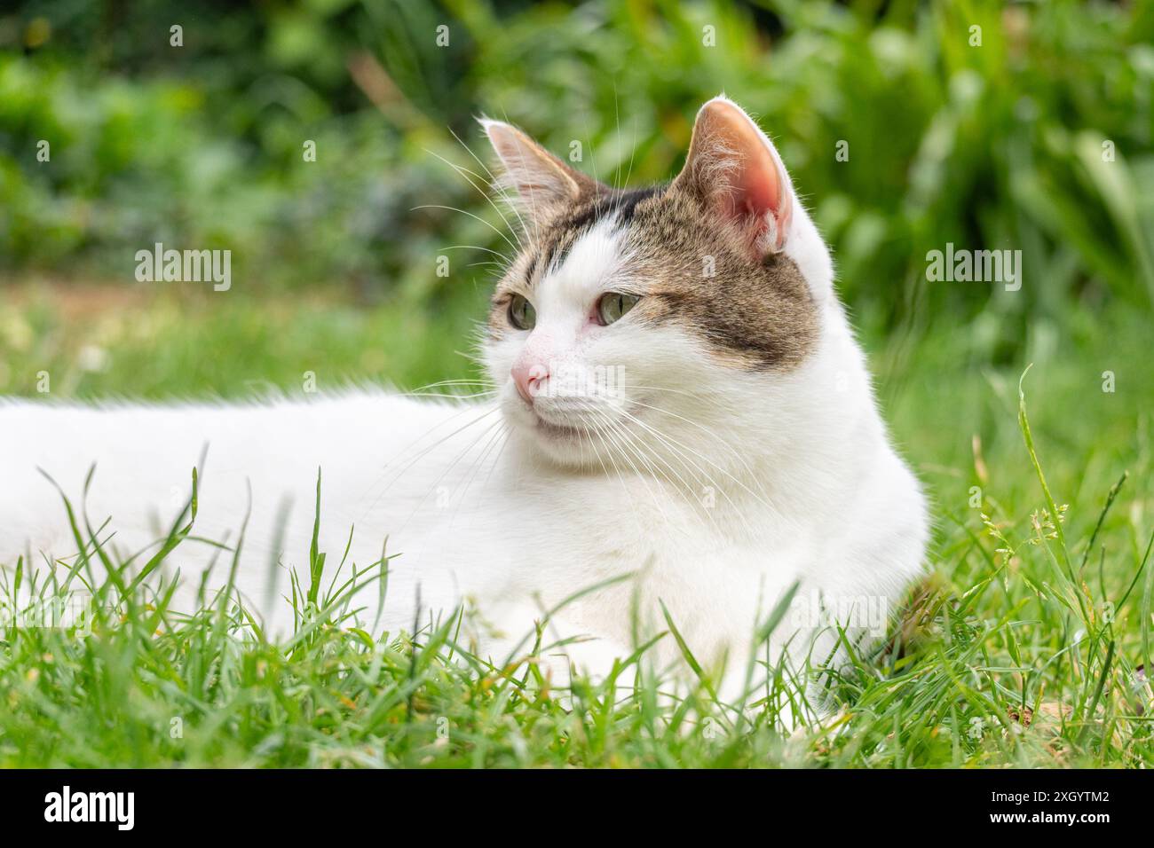 White tabby cat lying on the grass in garden Stock Photo