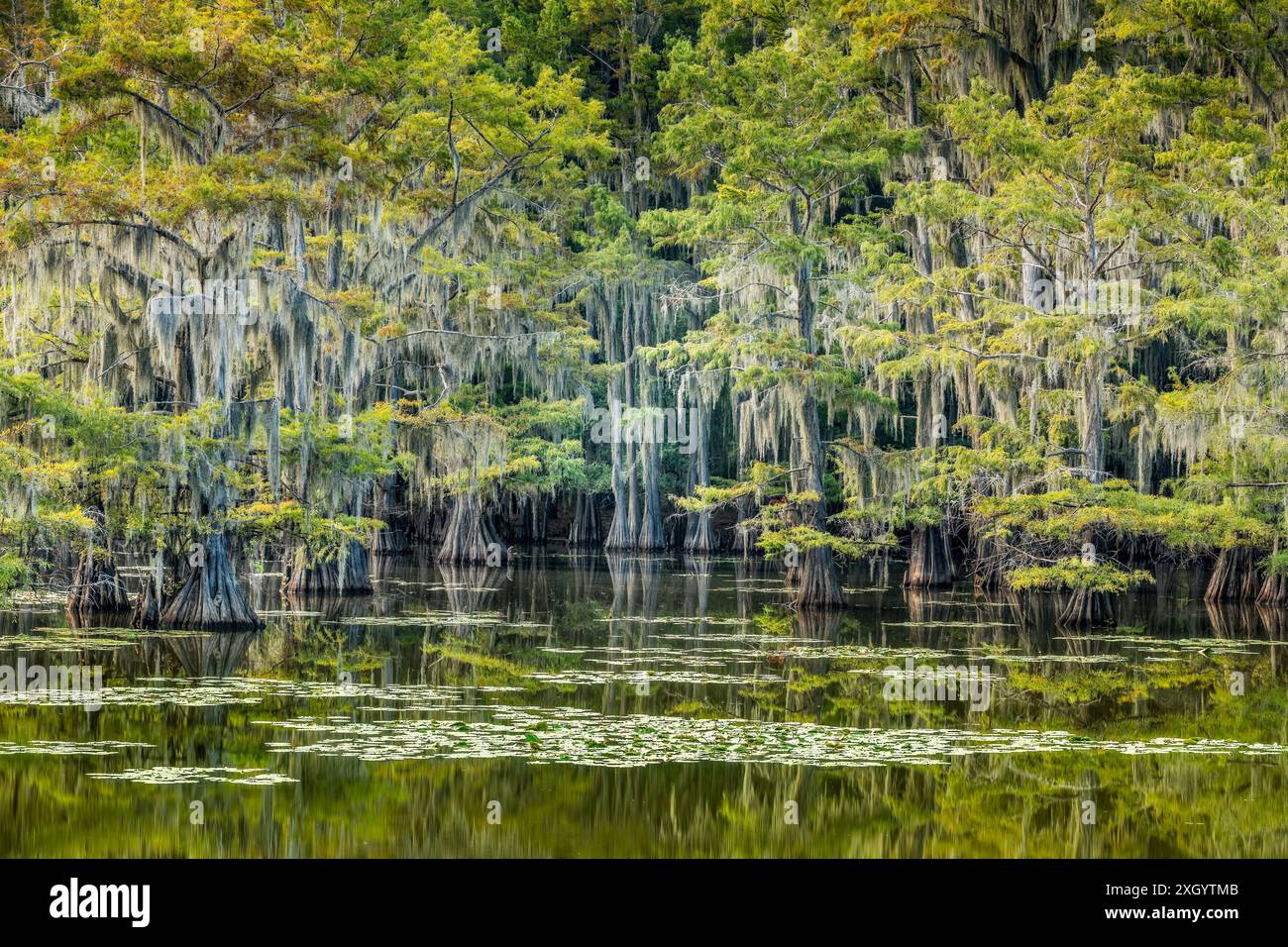 Magical scenery with cypress trees and spanish moss at the Caddo Lake, Texas Stock Photo