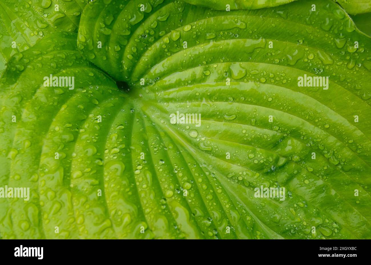rain water droplets on green hosta leaf Stock Photo
