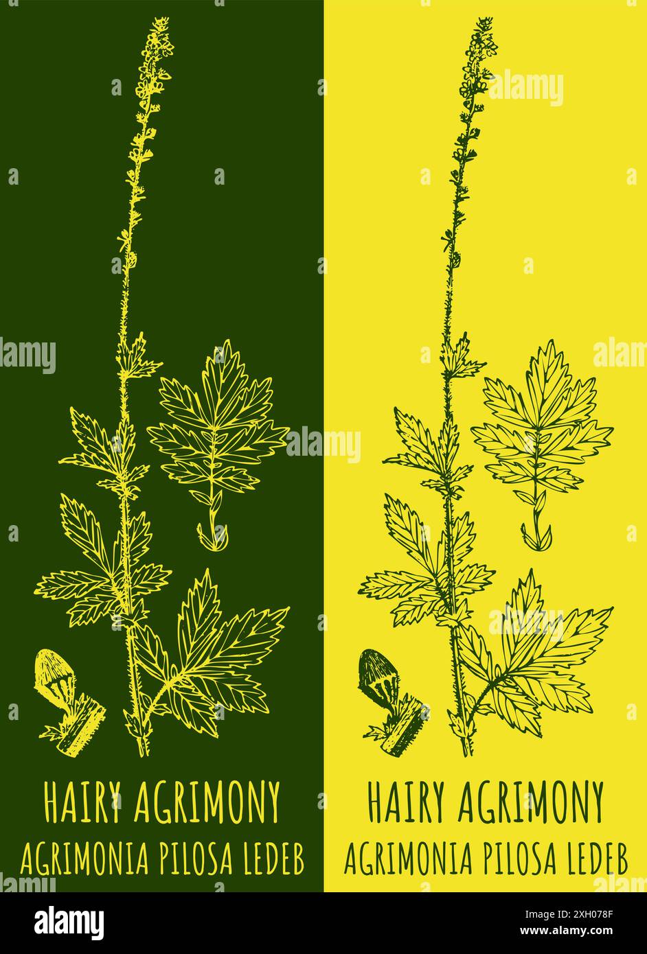 Vector drawings HAIRY AGRIMONY. Hand drawn illustration. Latin name ...
