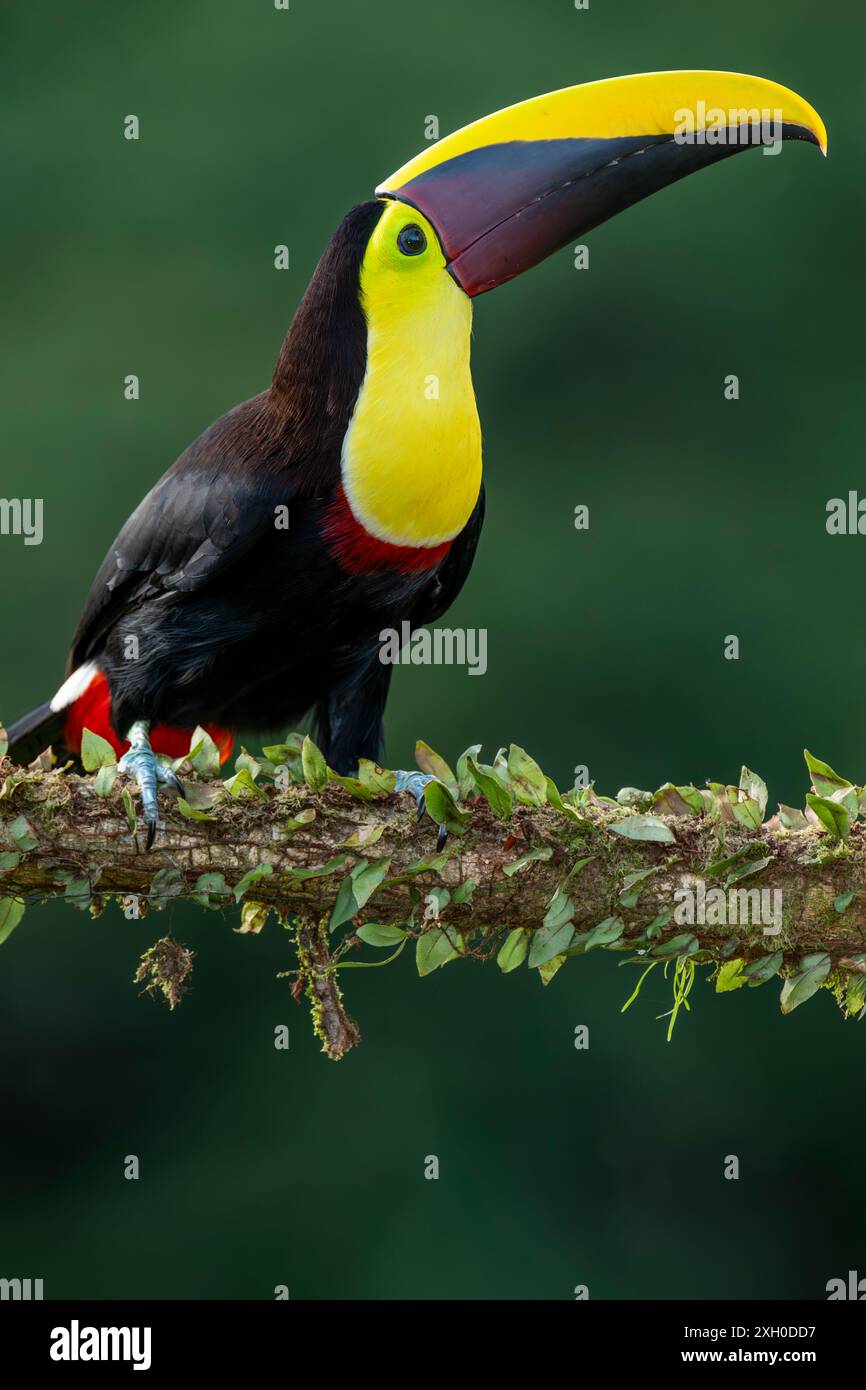 Wild Yellow-throated Toucan , Chestnut-mandibled (Ramphastos ambiguus swainsonii) Costa Rica, Central America - stock photo Stock Photo