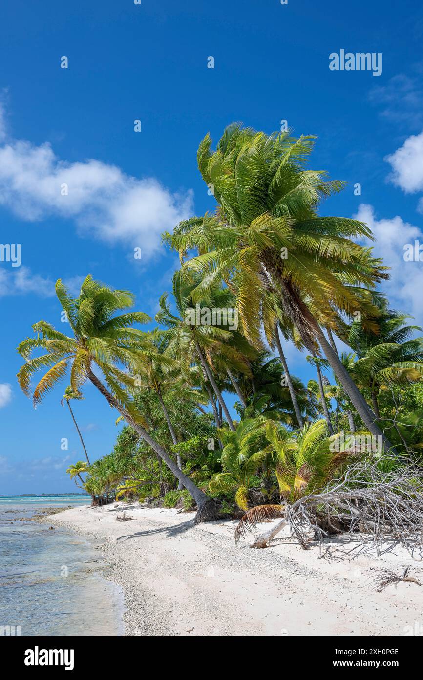 Coconut palm (Cocos nucifera), Tikehau, Atoll, Tuamotu Archipelago, Tuherahera, Rangiroa, French Polynesia Stock Photo