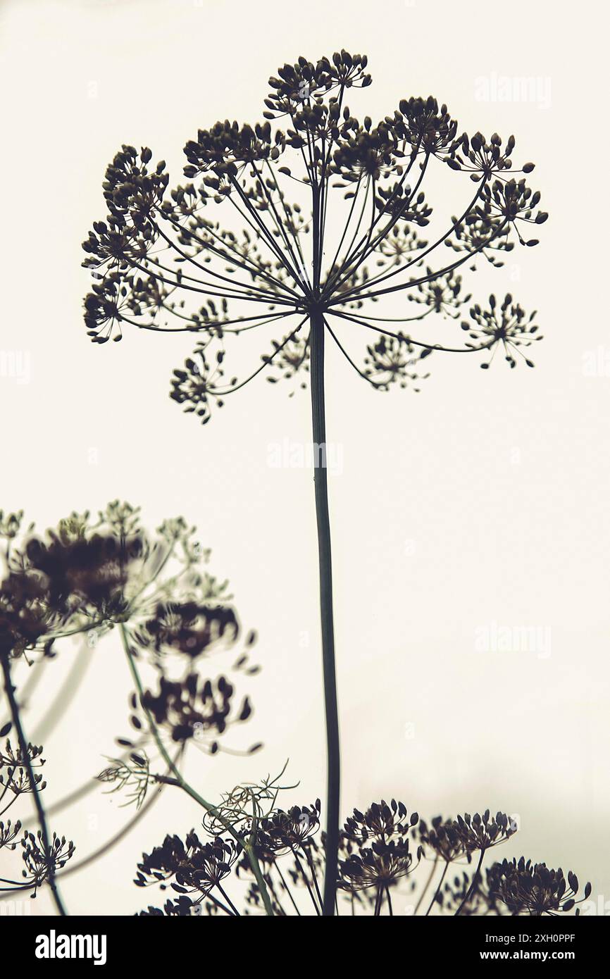 Close up wildflower silhouette hi-res stock photography and images - Alamy