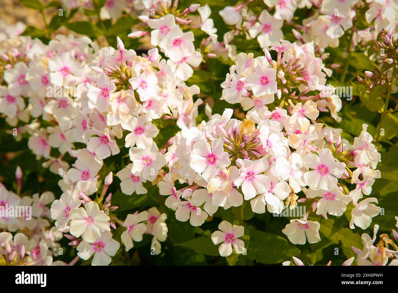 Cluster of pink and white flowers hi-res stock photography and images ...