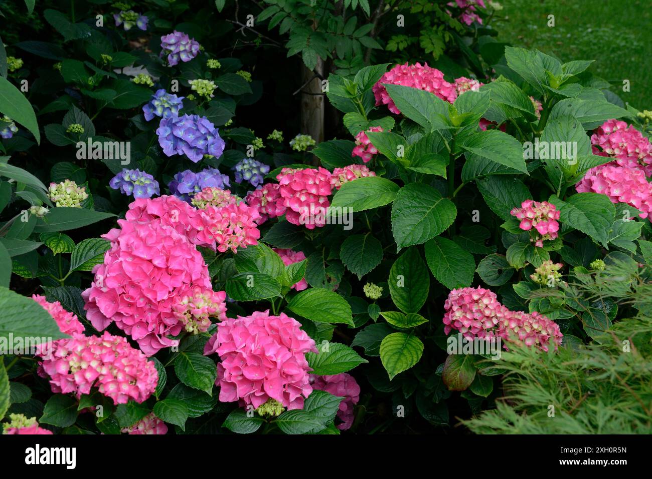 Amazing Pink Flowering Hydrangea Images