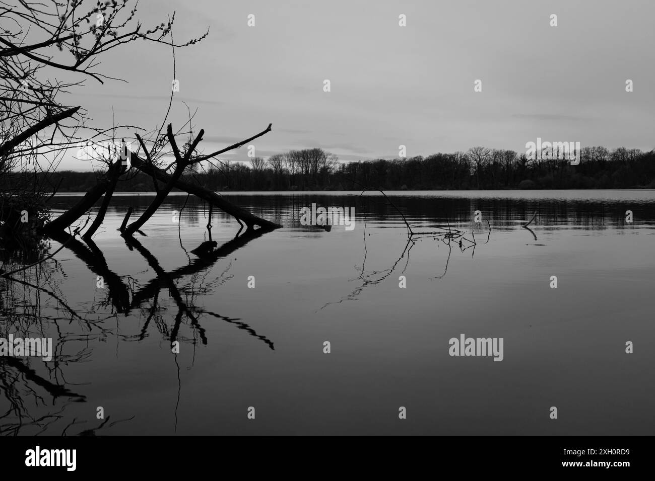 Forest lake with dead trees, black and white, North Rhine-Westphalia, Germany Stock Photo