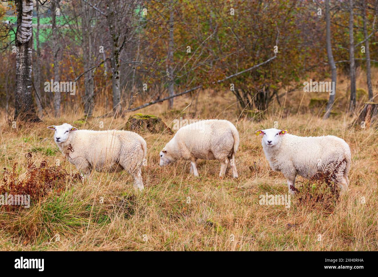 Sheeps in a forest pasture in autumn Stock Photo