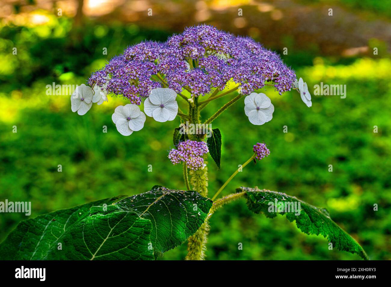 Sargent's Hydrangea or Lacecap, Hydrangea sargentiana, Hydrangeaceae ...