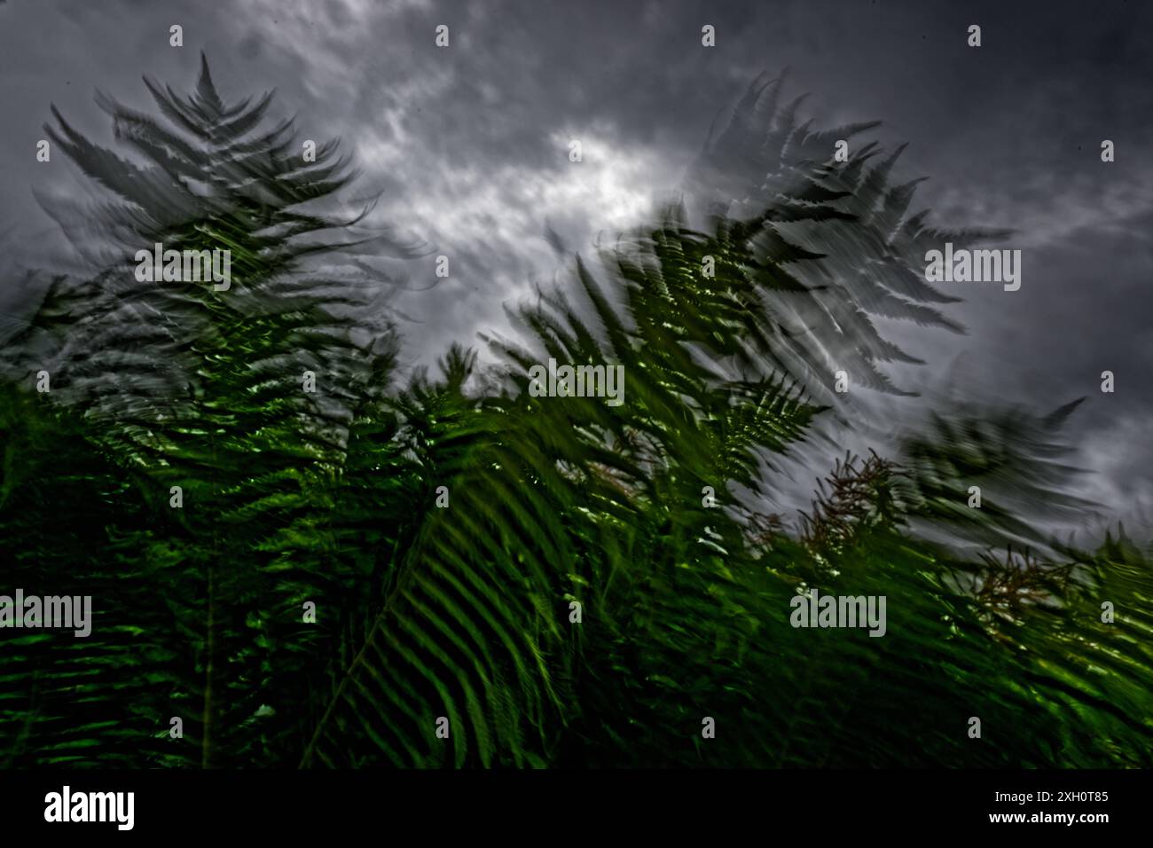 Vorboten des Unwetters. Durch die Windböen werden die Farne stark gebeutelt. Siegsdorf Bayern Deutschland *** Harbingers of the storm The gusts of wind are battering the ferns Siegsdorf Bavaria Germany Copyright: xRolfxPossx Stock Photo