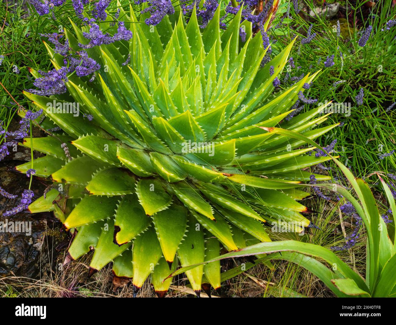 Distinctive spiral foliage rosette of the hardy succulent National Plant of Lesotho, Aloe polyphylla Stock Photo