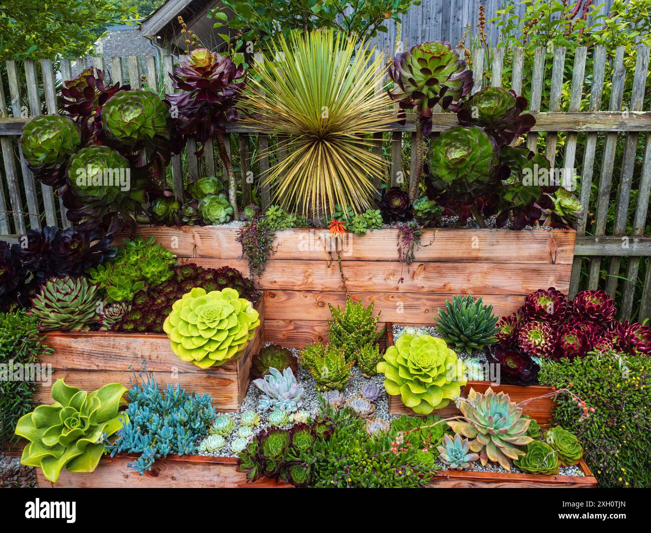 zz plant images Houseplant Delivery Seattle main image 1