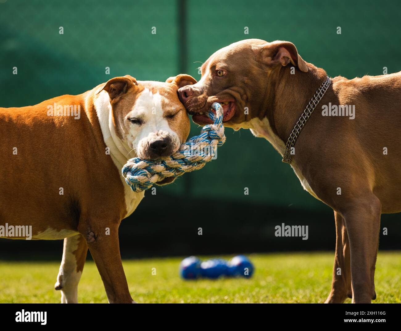 Two dogs amstaff terrier playing tog of war outside. Young and old dog fun in backyard. Canine theme Stock Photo