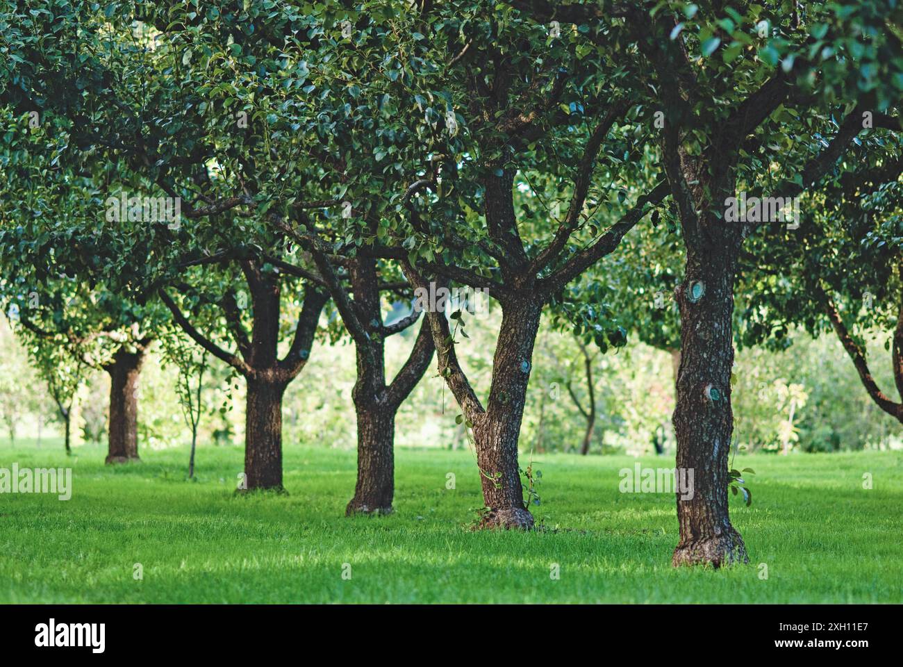 Fruit Tree Line Rows Tree lined orchard hi-res stock photography and images - Alamy