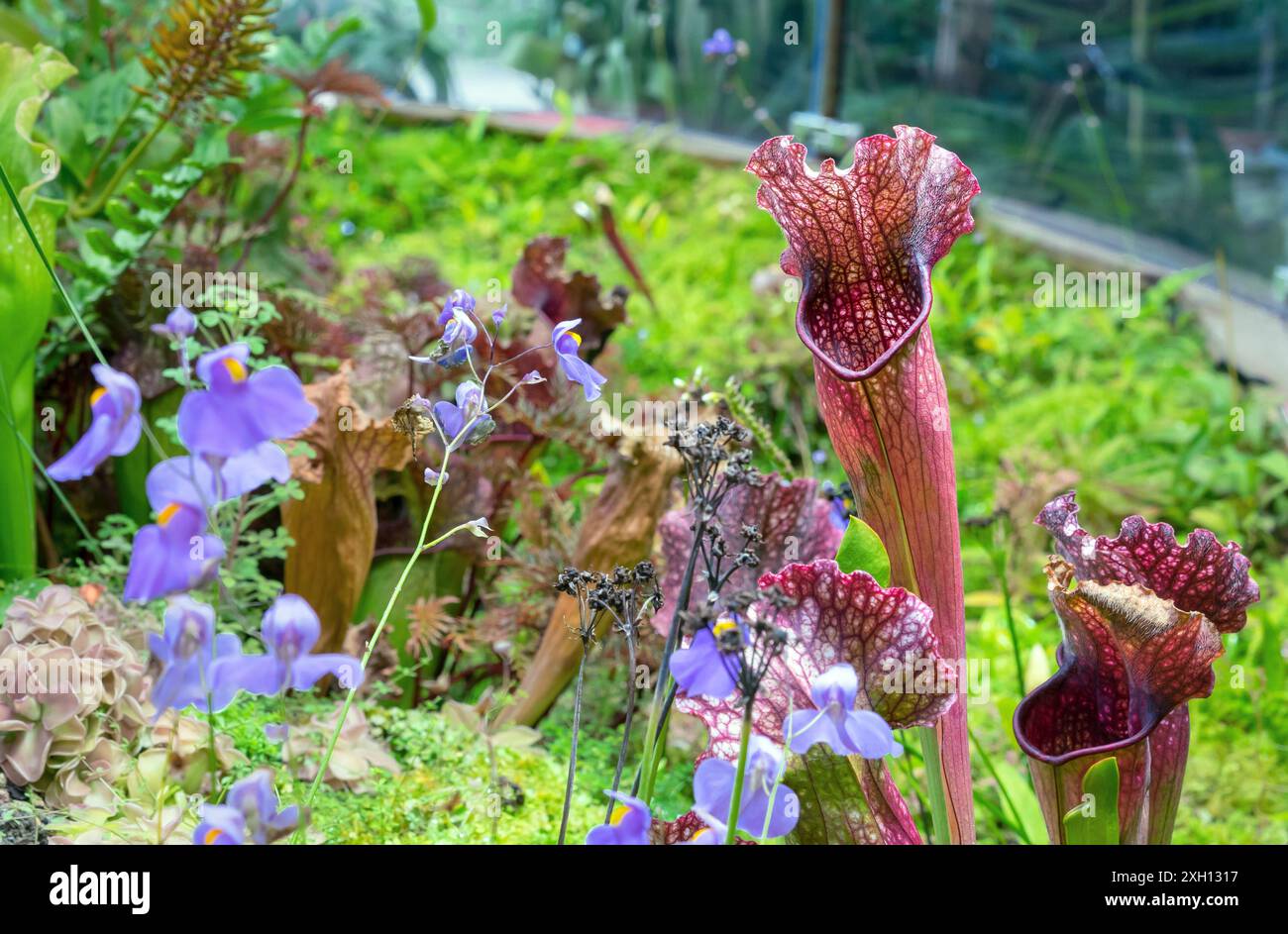 American pitcher plant hi-res stock photography and images - Alamy