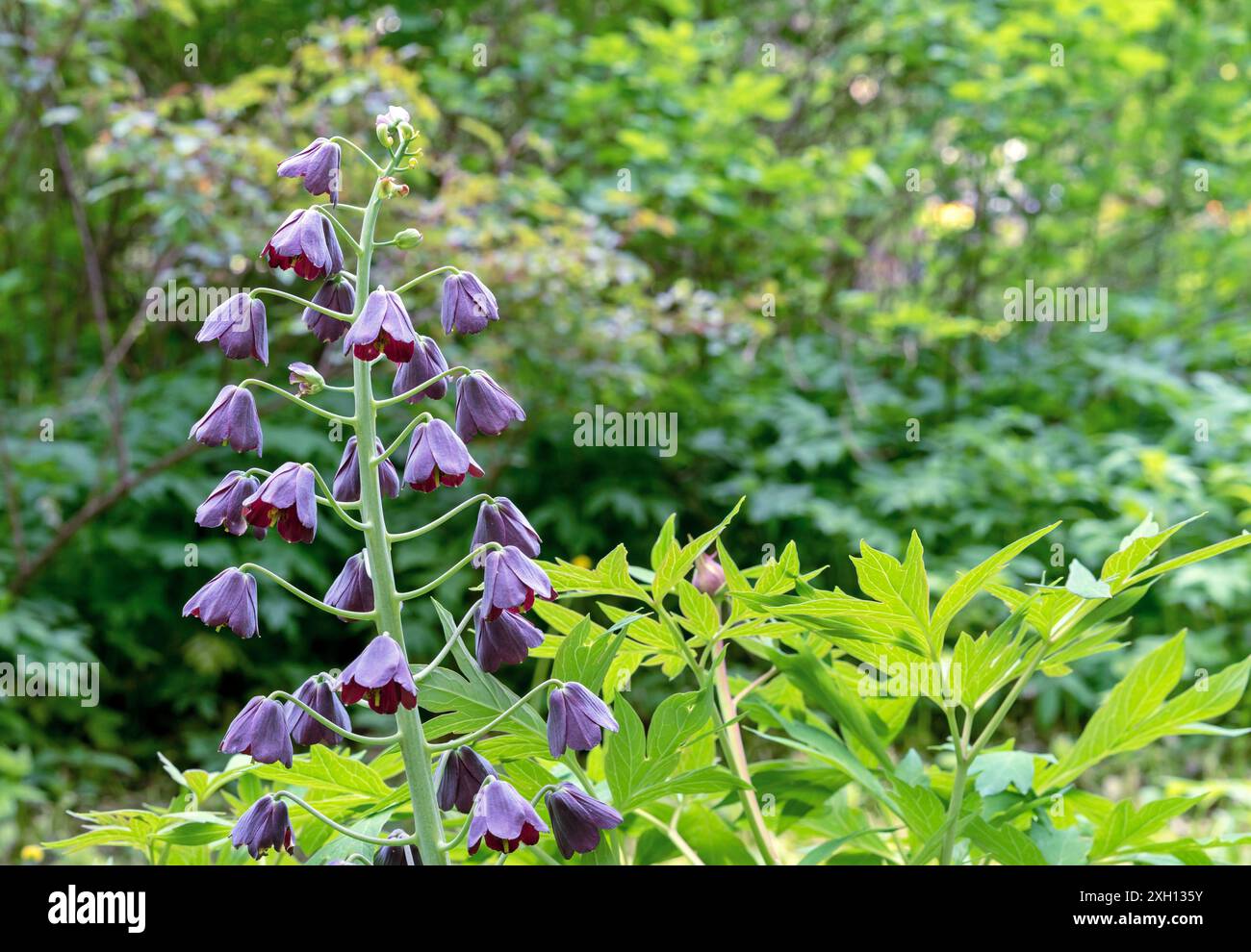 Fritillaria persica or Persian lily or Persian fritillary in a garden Stock Photo