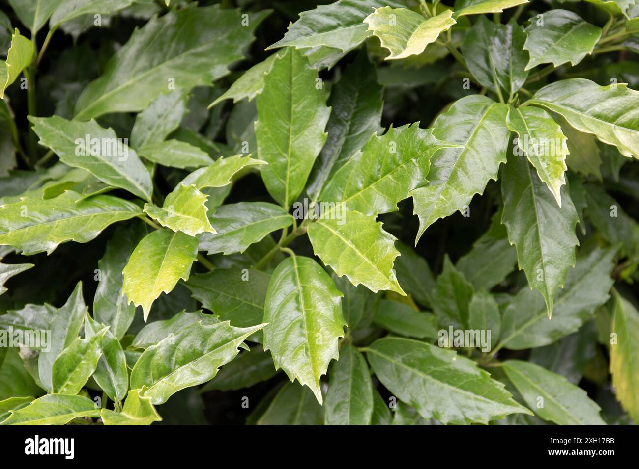 Green leaves pattern background, Natural backdrop and wallpaper Stock Photo