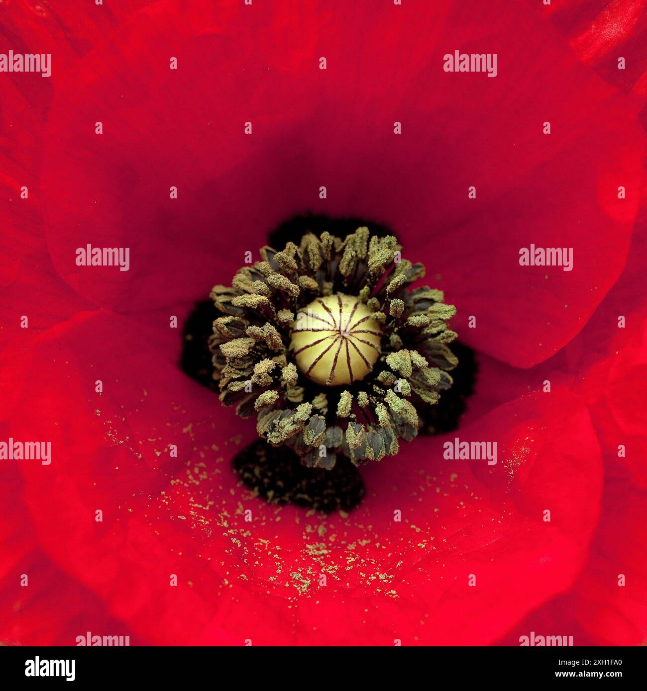 Pistil poppy papaver detail flower hi-res stock photography and images ...