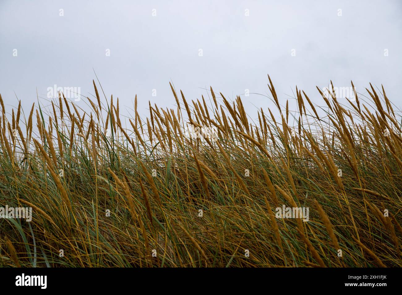 Reed grass in front of a sea driveway. High quality photo Stock Photo ...