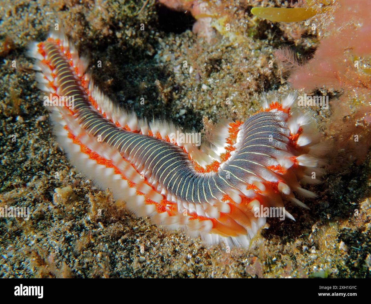 Colourful fire bristle worm (Hermodice carunculata) on the seabed. Dive site El Cabron marine reserve, Arinaga, Gran Canaria, Spain, Atlantic Ocean Stock Photo