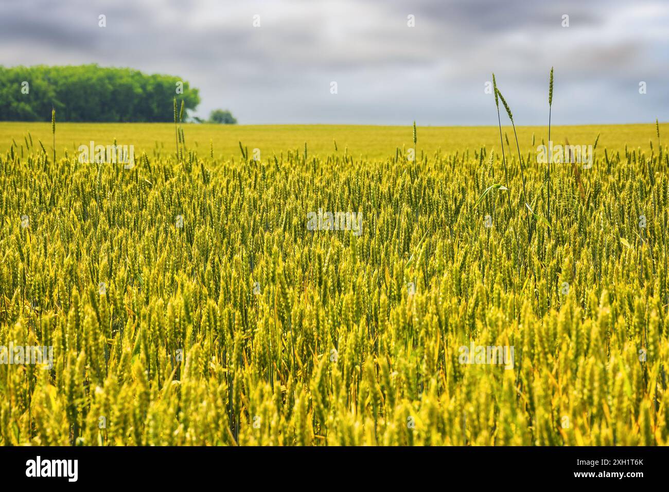 wheat field in slovakia on a sunny day. rural landscape in early summer Stock Photo